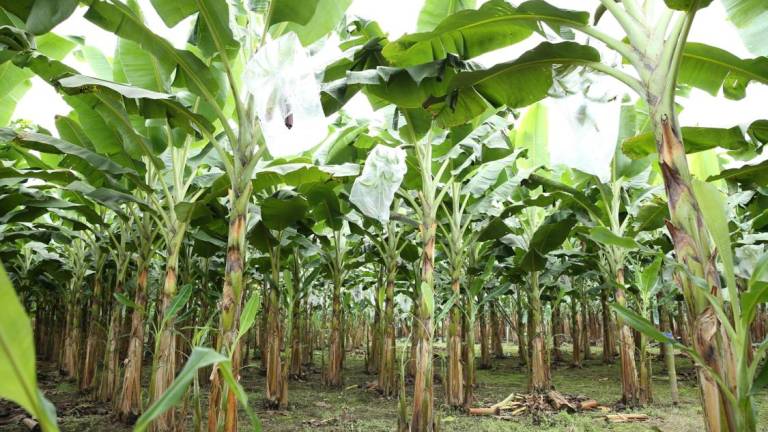 Comienza proceso para precalificar a productores en el Plan Emergente de Banano