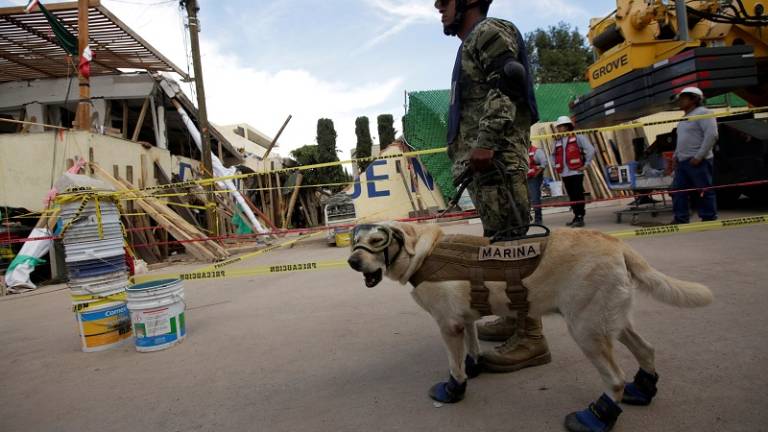 Frida, la heroica perrita rescatista que conquistó a México tras el sismo