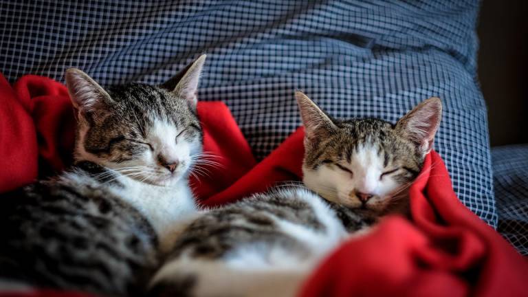 Fotografía de referencia de gatos descansando en su nuevo hogar.