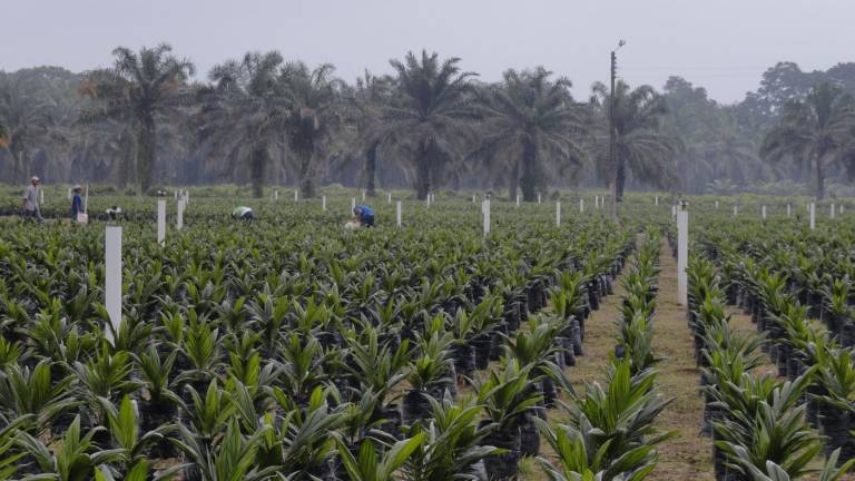 Cultivadores de palma aceitera defienden la actividad en Ecuador