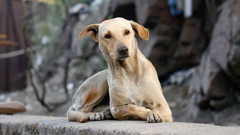Colombia elabora política para la protección de animales domésticos