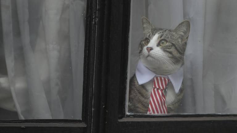El gato de Assange atrae miradas durante su interrogatorio