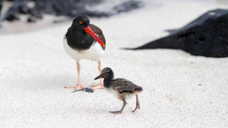 Aves enfermas en Galápagos: activan protocolos ante posible afectación