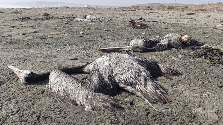Pelícanos sospechosos de haber muerto por influenza aviar H5N1 son vistos en una playa de Lima, el 24 de noviembre de 2022.