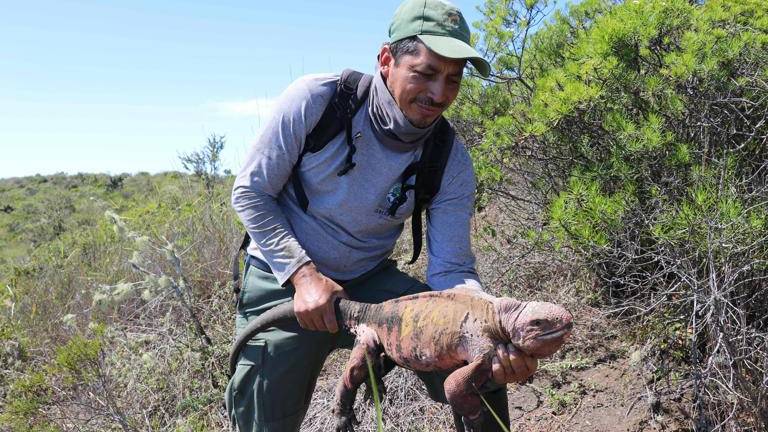 Científicos hallan por primera vez crías de iguana rosada en Galápagos