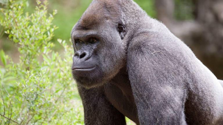 Gorilas de un zoológico de Atlanta dan positivo por covid-19