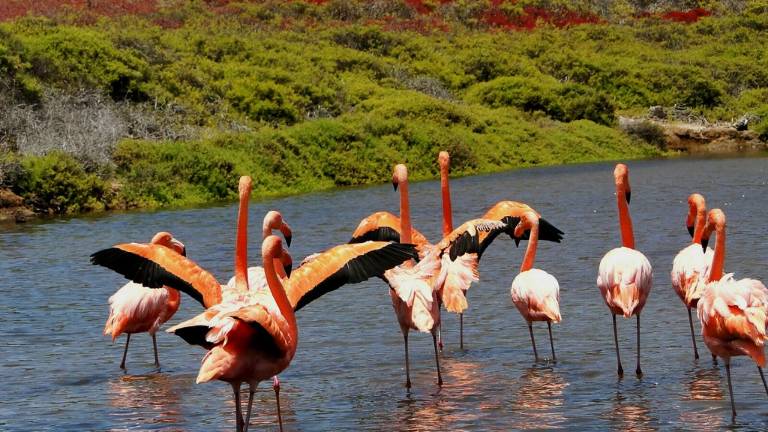 Censo parcial registra 218 flamingos en archipiélago de Galápagos