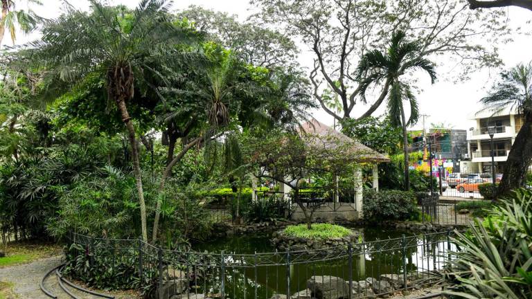 353 árboles fueron declarados como patrimonio de Guayaquil y serán parte de la primera ruta ecoturística