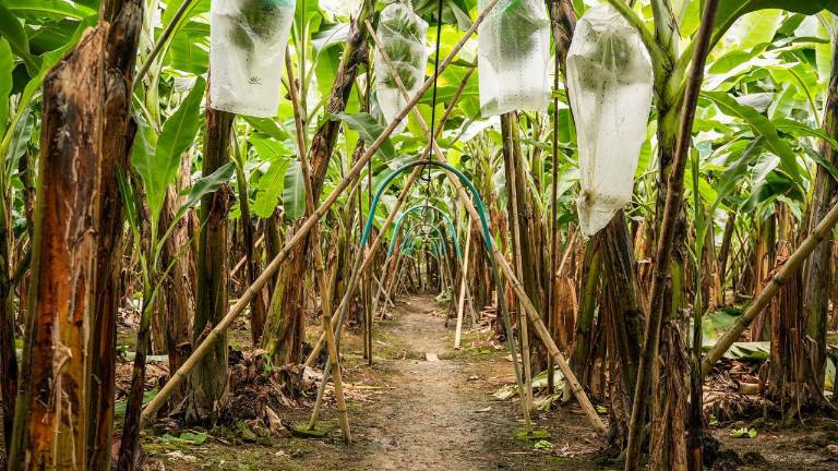 Las plantaciones de banano necesitan insumos para mejorar su productividad.