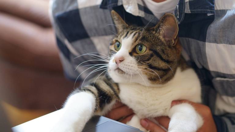 Oficina japonesa adopta gatos de la calle para reducir el estrés en sus empleados