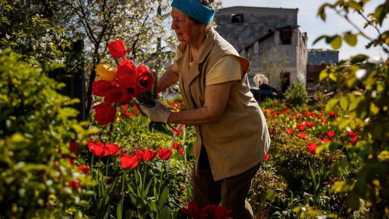 Nina cuida las flores de su jardín frente a su casa destruida por proyectiles de alto calibre, el 6 de mayo de 2022, en Baryshivka (Ucrania).