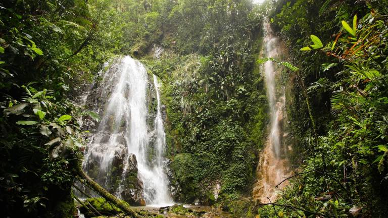 Censuran un fallo que negó la acción de protección en un área megadiversa de Ecuador