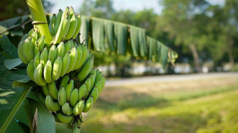 Plátano verde: Rey de los frutos por mitigar el hambre durante siglos y conquistar al mundo gastronómico de Latinoamérica