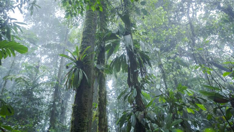 Toma que muestra parte del bosque en la provincia costera de Esmeraldas, fronteriza con Colombia.