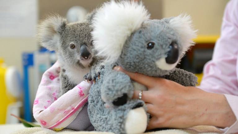 Un koala huérfano encuentra consuelo en un peluche