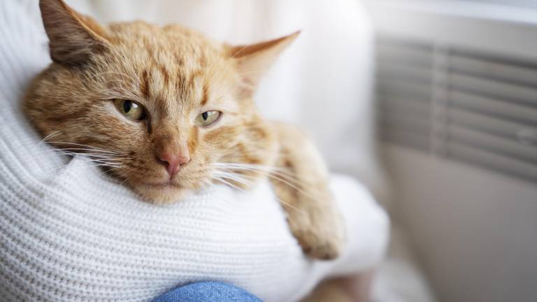 Cómo saber si tu gato siente dolor: señales que no puedes ignorar