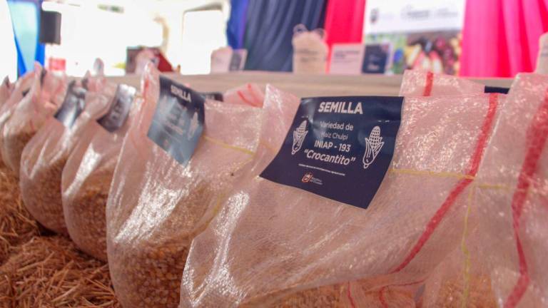 Ecuador cuenta con nueva variedad de maíz chulpi