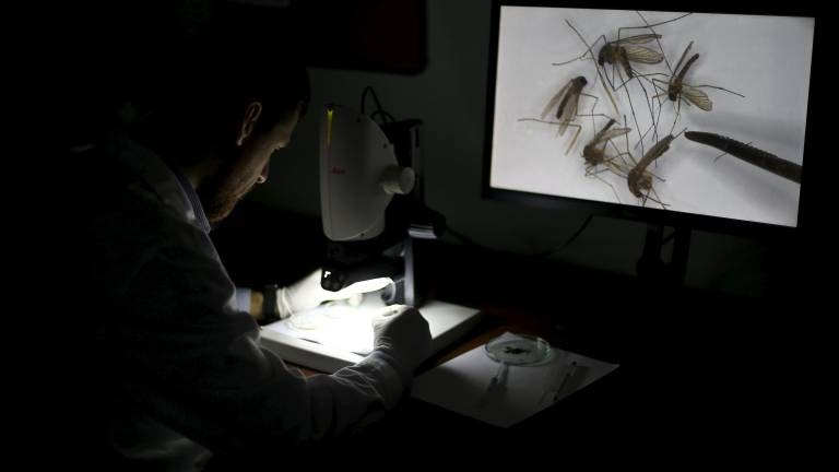 Zika también puede provocar mielitis aguda, dice estudio