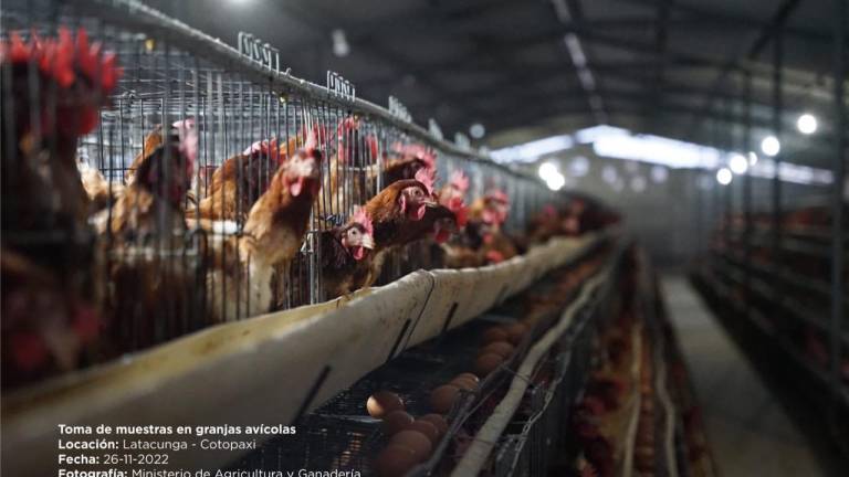 Estudio científico ratifica que caso de influenza aviar en Cotopaxi no afecta a seres humanos