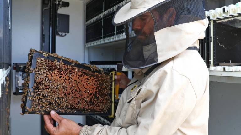 Un cuidador de abejas del proyecto Beehome, realizado en Israel, el cual trabaja con inteligencia artificial para asegurar la vida de estas polinizadoras.