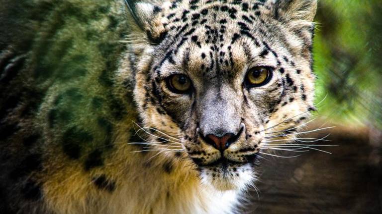 Reportan el primer positivo de covid-19 de un leopardo de las nieves en EE.UU.