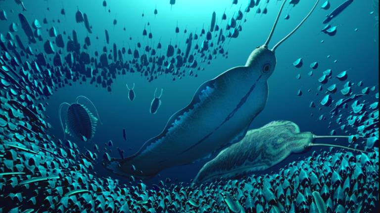 Descubren en Groenlandia un gusano depredador 'gigante' de más de 500 millones de años