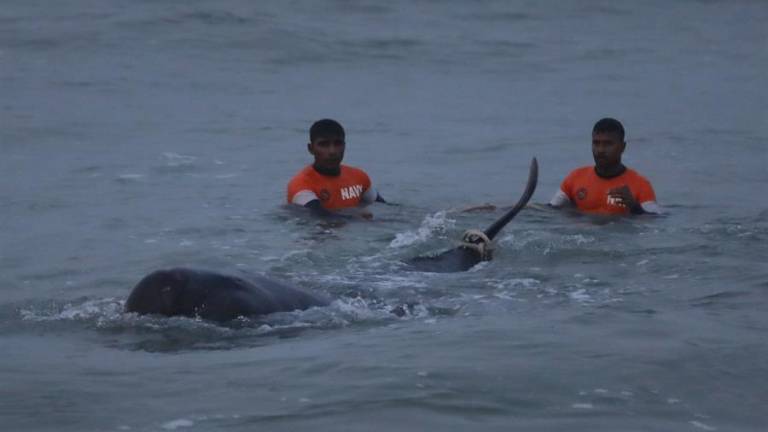 Sri Lanka salva a 120 ballenas varadas con la ayuda de cientos de voluntarios