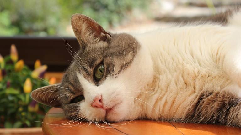 Vecinas londinenses gastan 26.000 dólares por un gato "infiel"