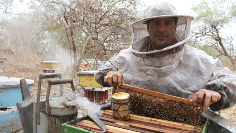 La producción de miel de abeja en Ecuador atrae a más participantes