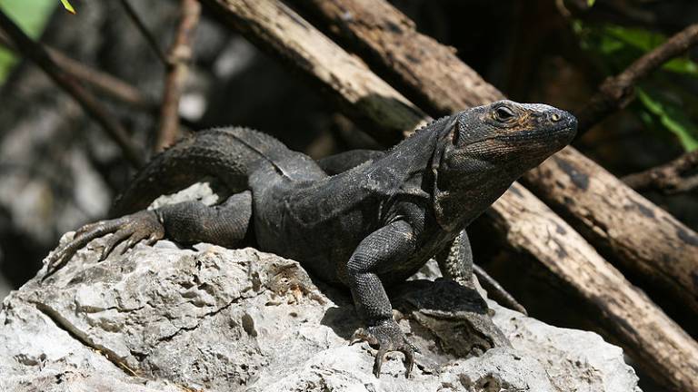 En México decomisan comida preparada a base de la protegida iguana negra
