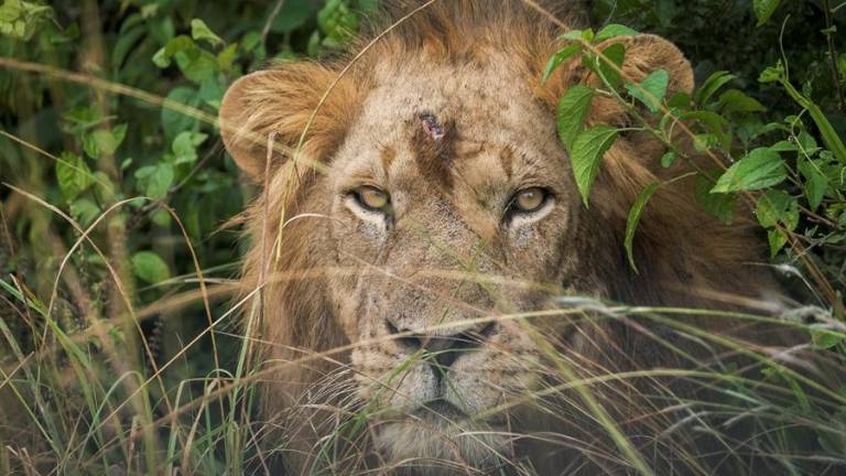 Encuentran cadáveres de seis leones en un parque nacional de Uganda