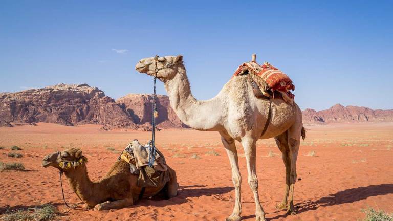 La ‘gripe de camello’ uno de los riesgos a los que se enfrentan los hinchas en Catar: ¿Qué es y cómo se contagia?