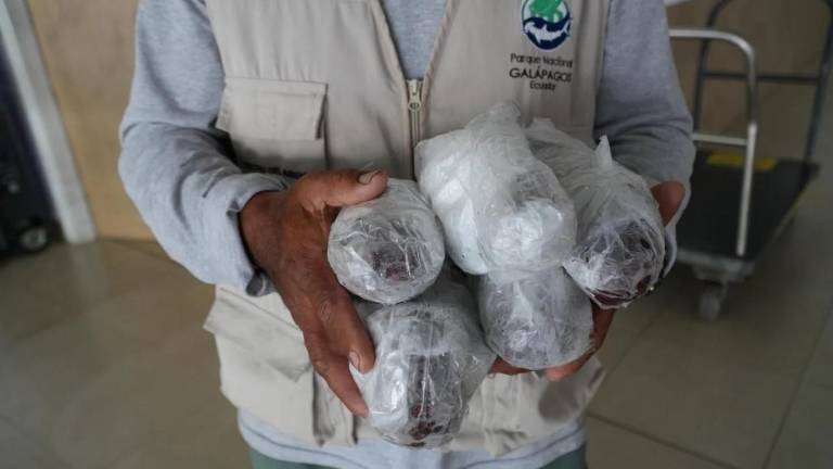 Intentaron trasladar langostas en veda desde Galápagos: autoridades activan controles reforzados