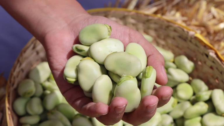 Nuevas variedades de haba y quinua se cultivarán en Ecuador