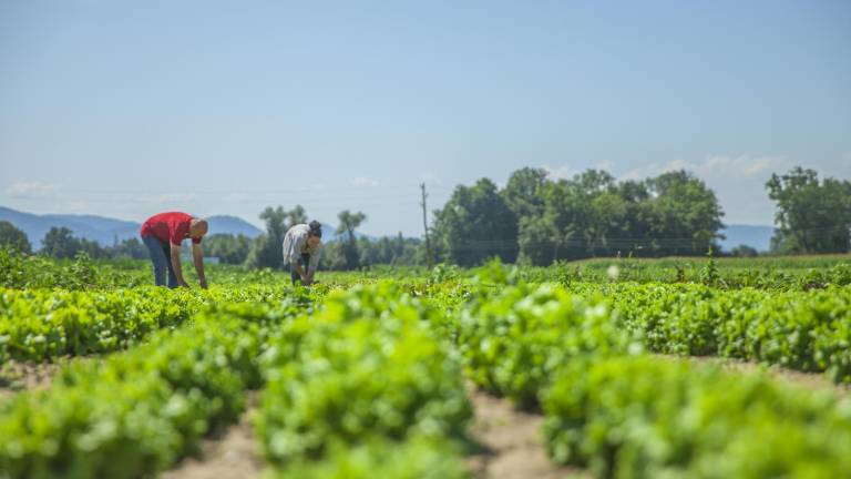 150 ecuatorianos podrán acceder a empleos agrícolas en Estados Unidos mediante el programa de migración circular