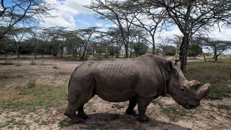 El último rinoceronte blanco recurre a Tinder para salvar la especie
