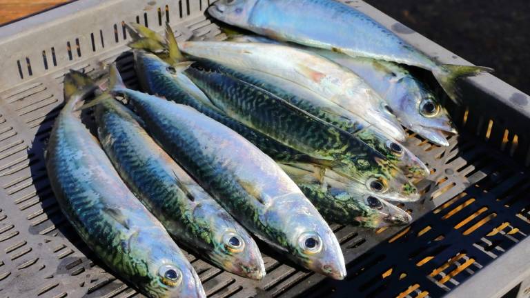Sector pesquero ecuatoriano mejora su sostenibilidad