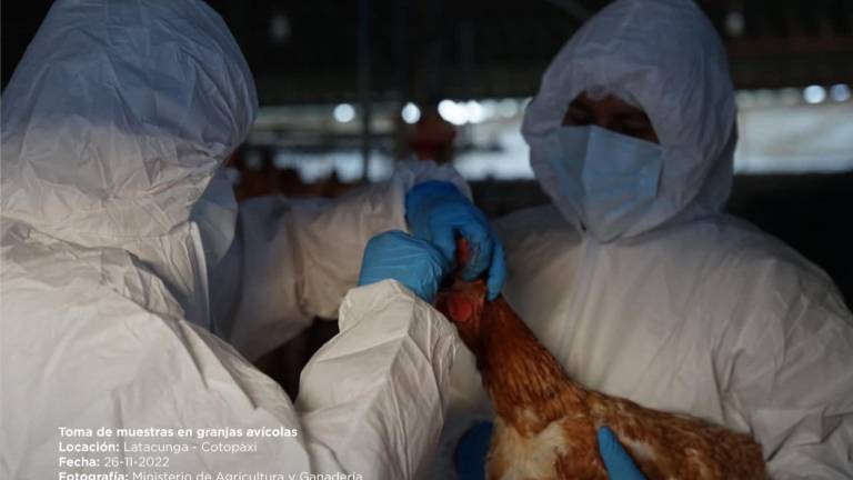 Una gallina sometida a una toma de muestras para detectar la influenza aviar H5.