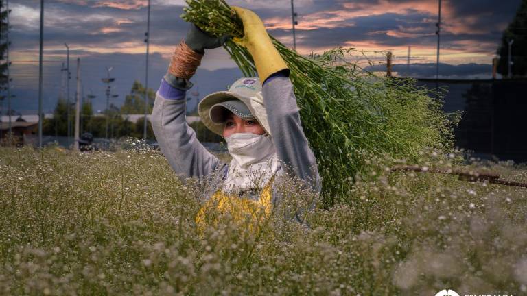 Una jornalera sostiene las plantaciones de flores.