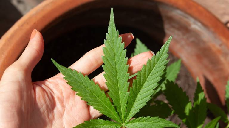 La ONU reconoce oficialmente las propiedades medicinales del cannabis, ¿qué significará este cambio?