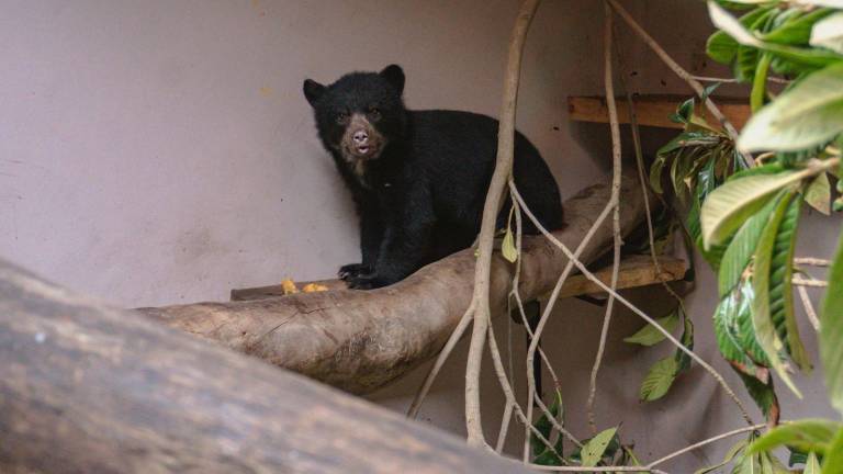 Visitar el Bosque de Luz en Quito ayudará a la osezna Sisa a tener un nuevo hogar