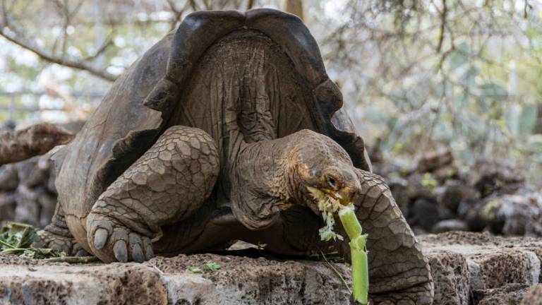 Galápagos recupera especie de tortuga extinta hace 150 años