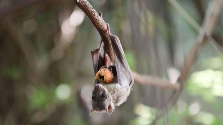 ¿Qué se sabe sobre un tipo de coronavirus detectado en murciélagos: el Neo-Cov?