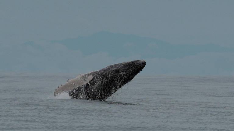 Ver ballenas jorobadas en el feriado del 10 de Agosto: lugares y precios en la Costa de Ecuador