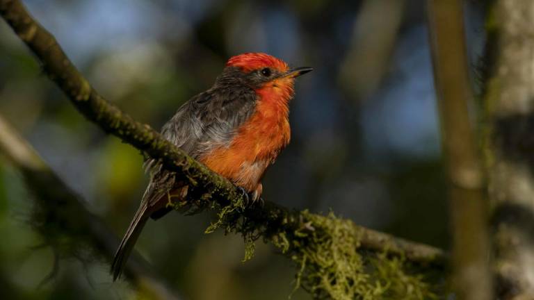 Fotografía cedida por la Fundación Charles Darwin (FCD) de un pájaro brujo (Pyrocephalus nanus) en la isla Santa Cruz (Ecuador).