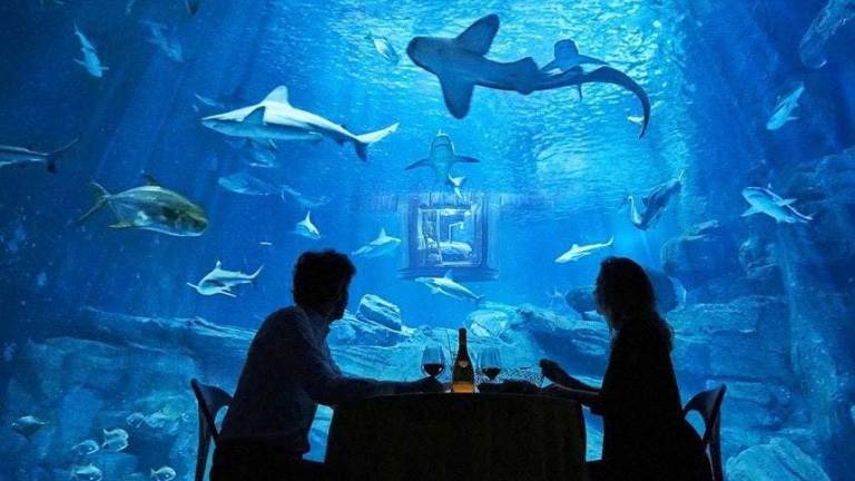 Noche romántica entre tiburones en un acuario de París