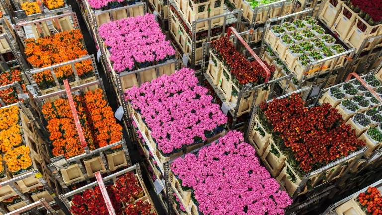El acuerdo se enmarca para el Día de la Madre, fecha clave para la industria de flores, en la ruta Bogotá-Miami.