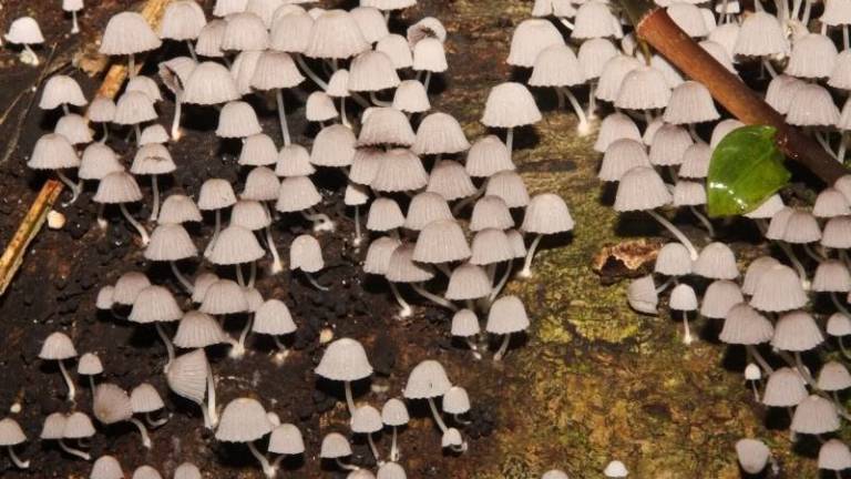 El hongo que se alimenta de plástico es descubierto en Ecuador