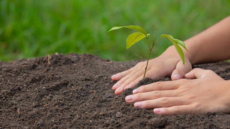 1.525 árboles se sembraron en Ecuador en el marco de iniciativa ambiental