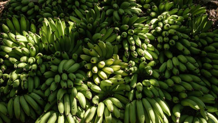 Microvistazo | Ecuador y Emiratos Árabes Unidos cierran la negociación de un acuerdo de comercio